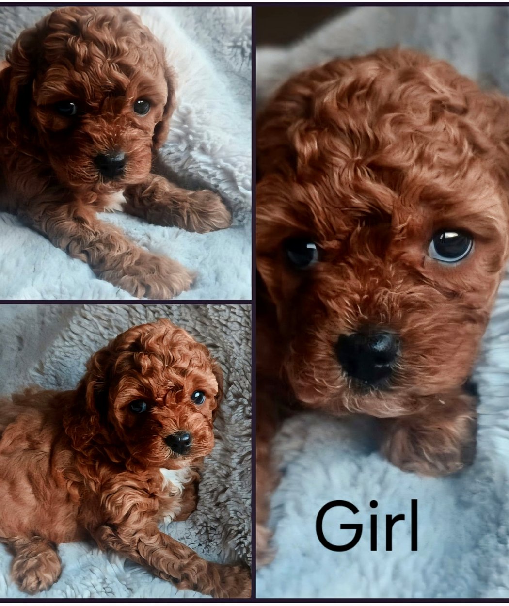 Five week ruby Cavoodle puppies together