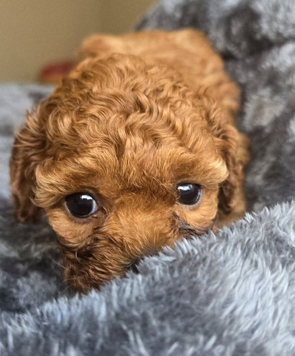Ruby Cavoodle puppy peeking over blanket