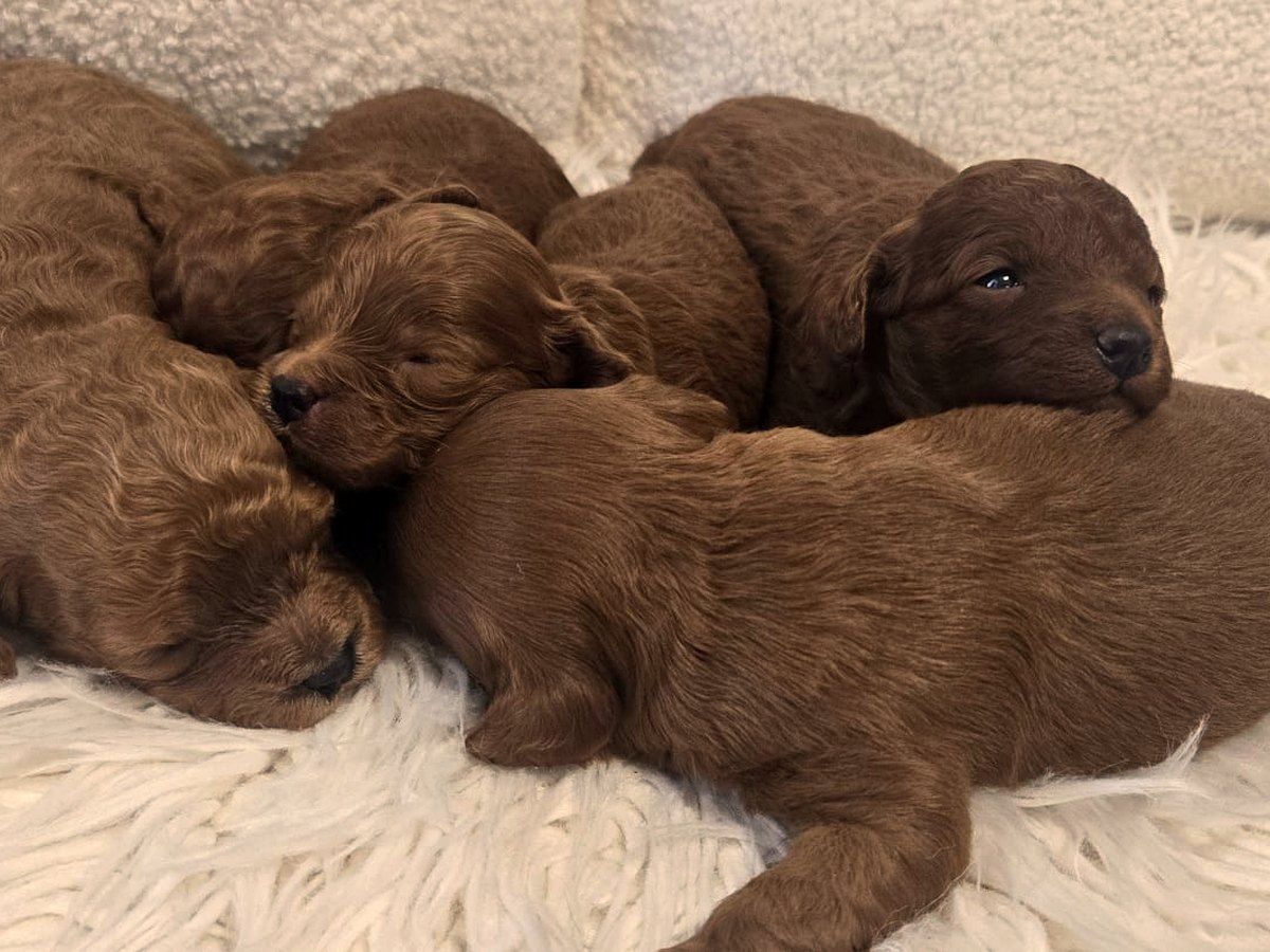 Newborn ruby Cavoodle puppies close together
