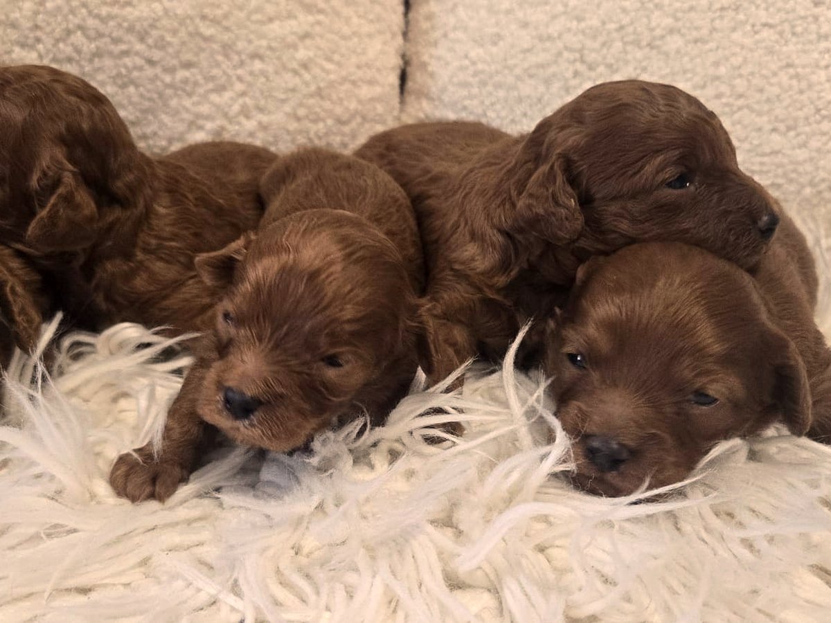 Newborn Cavoodle puppies on a white rug