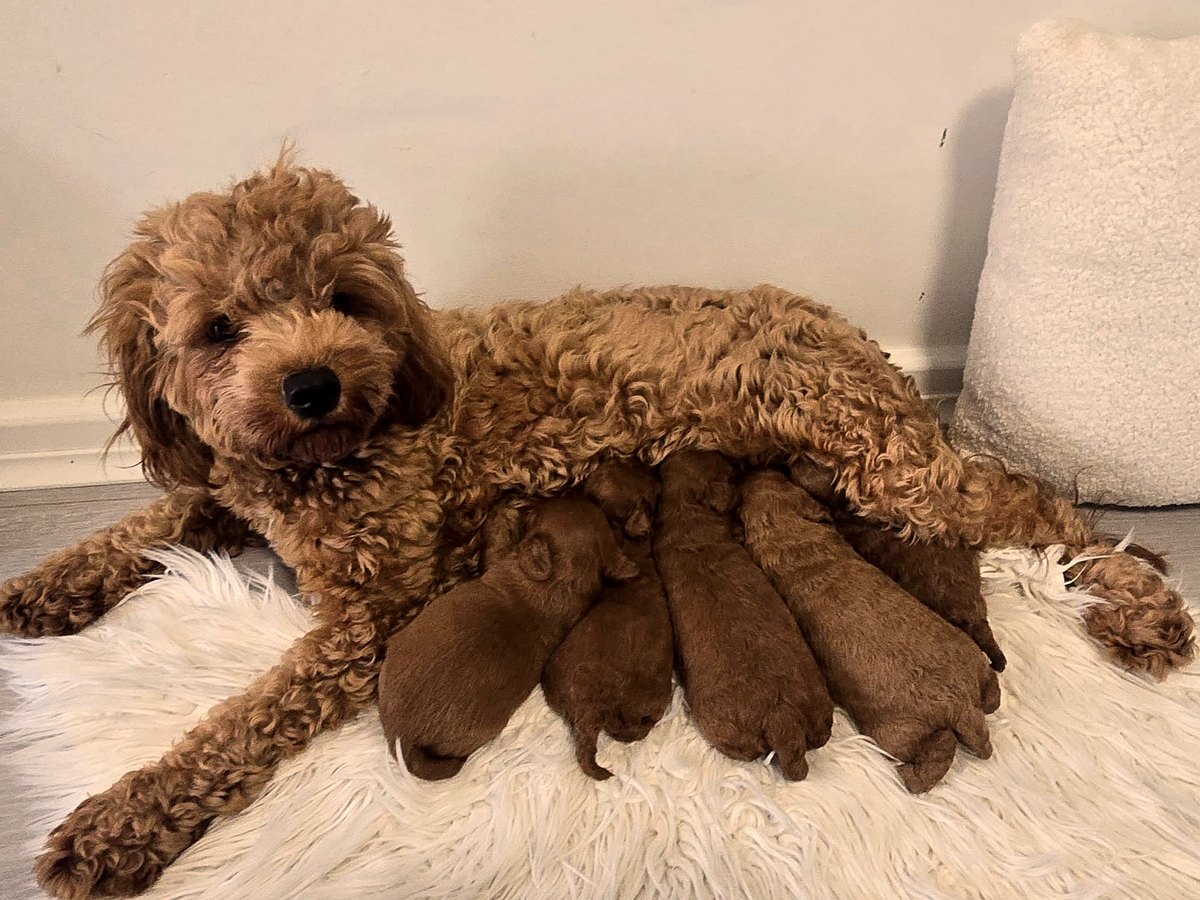 Ramel Cavoodle mum with her puppies