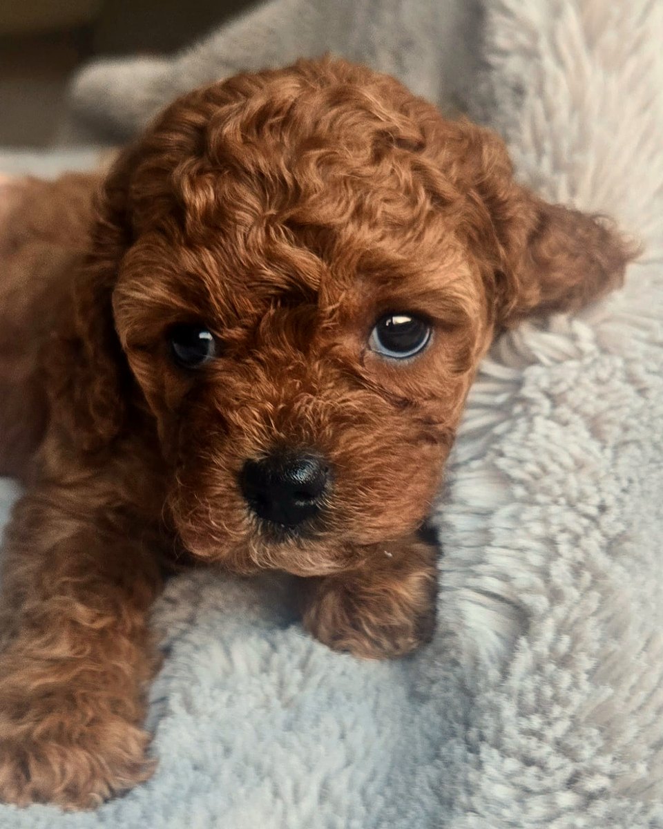 Ruby Cavoodle puppy held gently