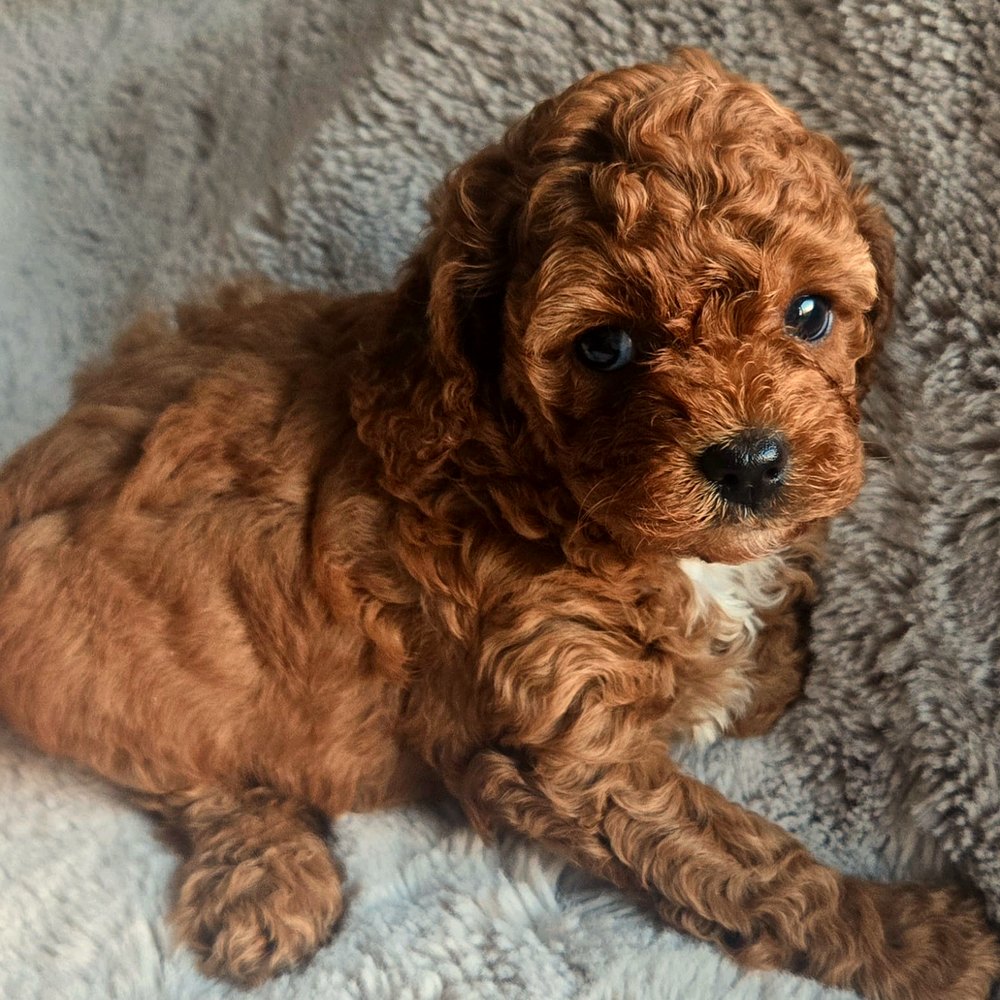 Ruby Cavoodle puppy close-up