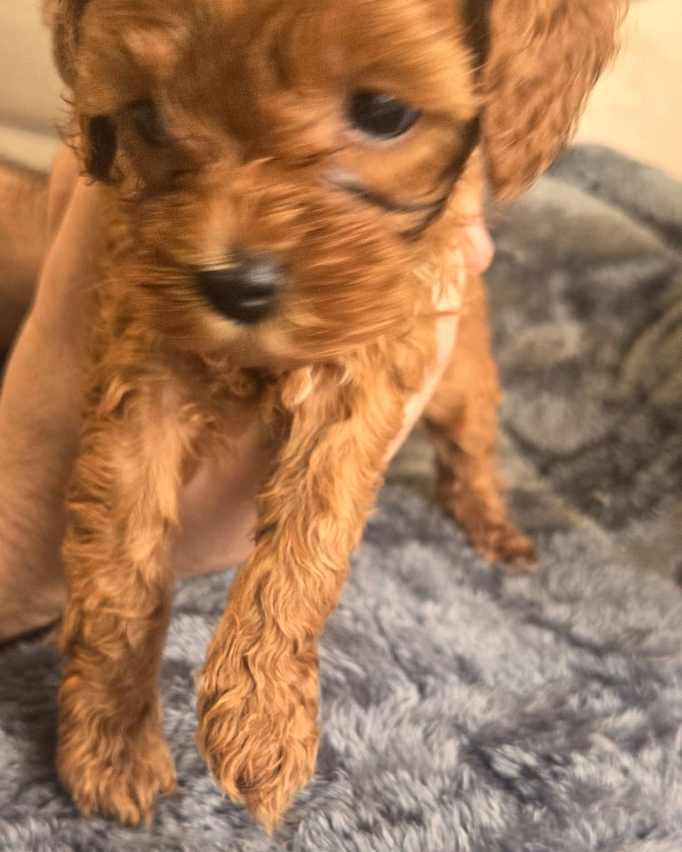 Current ruby Cavoodle puppy on a blanket