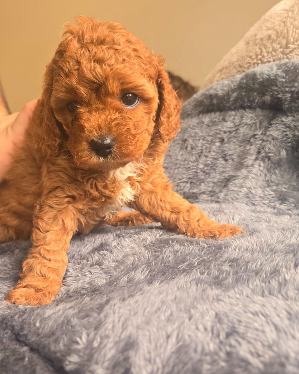 Ruby Cavoodle puppy sitting near a window