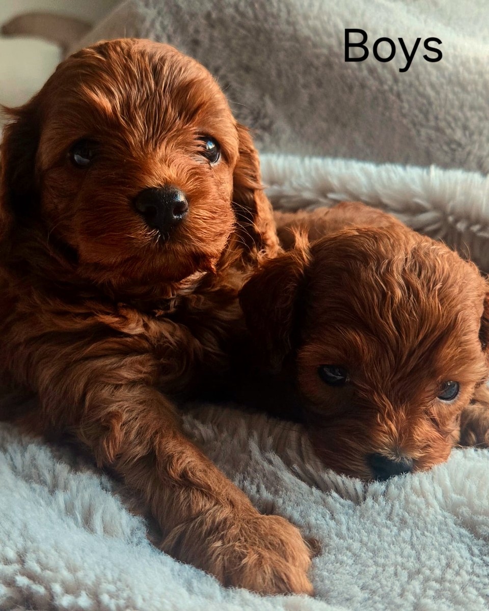 Five week ruby Cavoodle boys collage