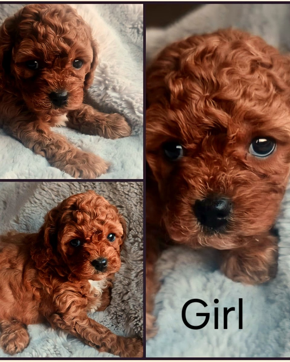 Girl 2 ruby Cavoodle photo collage