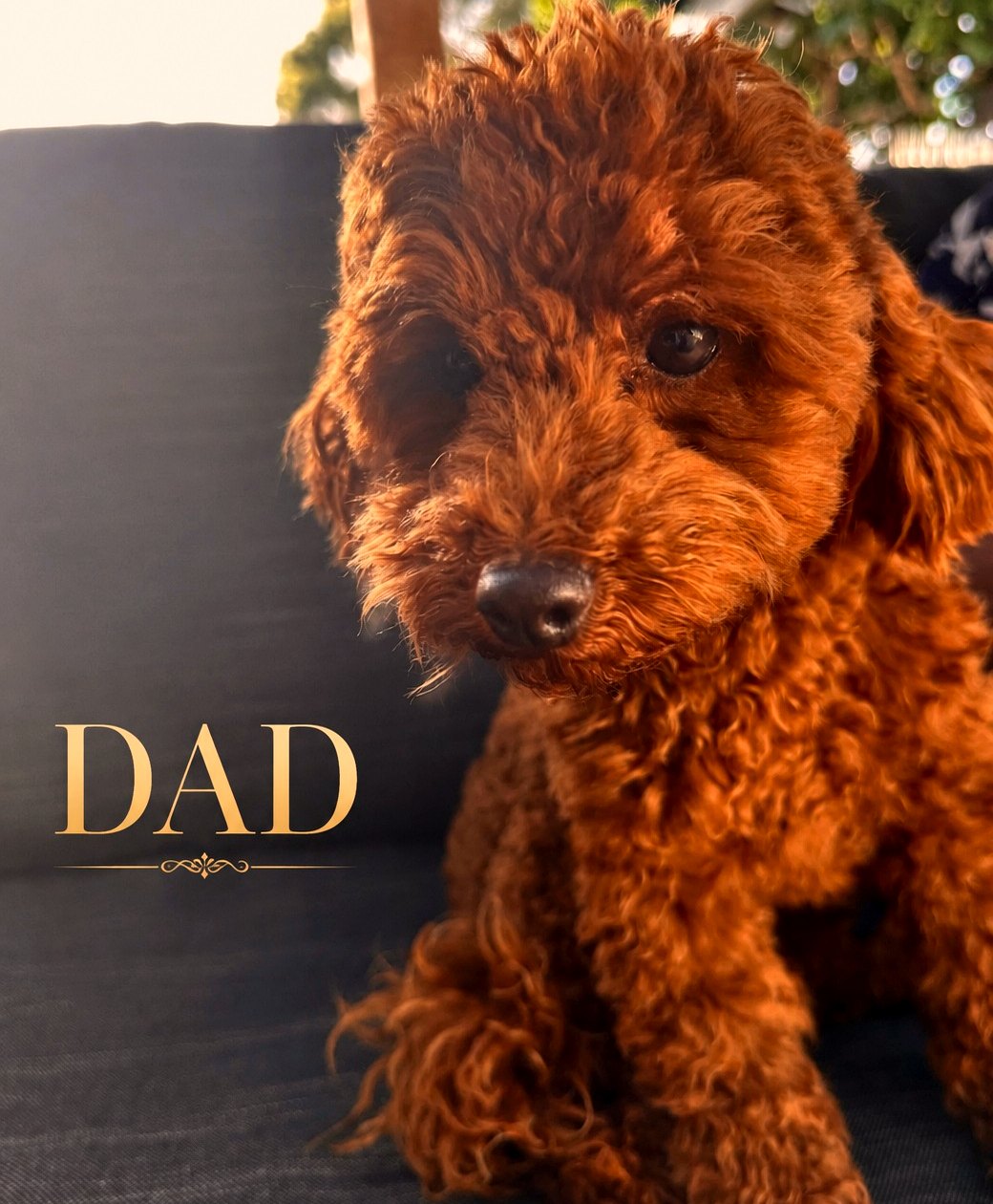 Dad of the current Cavoodle litter
